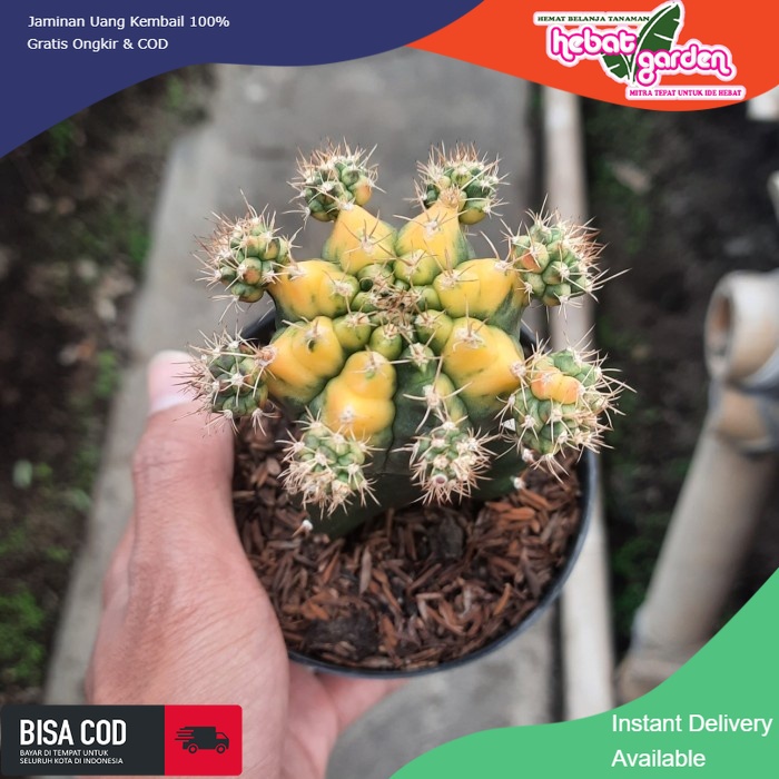 BELI DI SINI gymno miha var yellow - Hebat Store