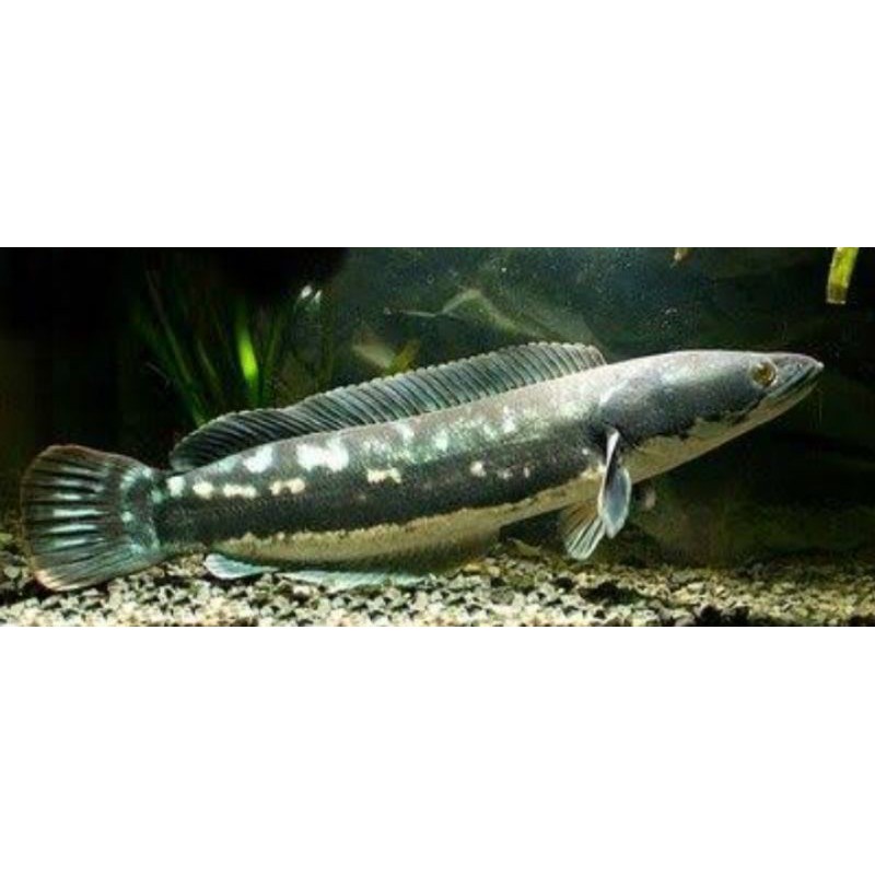 

channa micropelte/ikan tomam