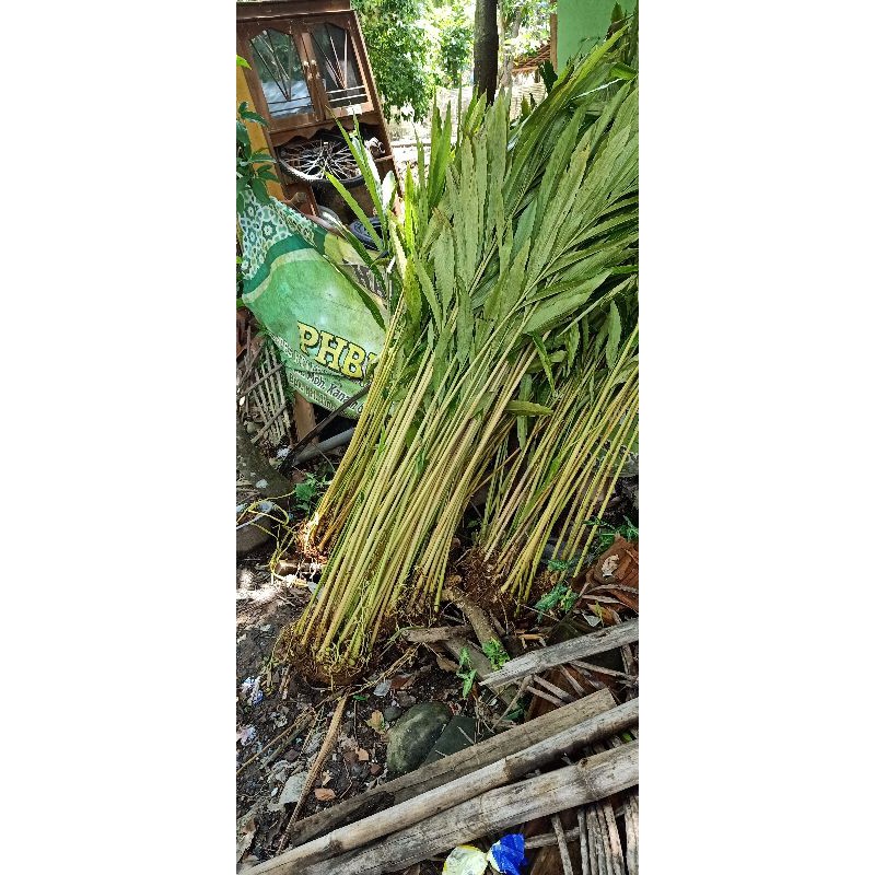 BIBIT BONNGOL KAPULAGA INDIA KUALITAS SUPER