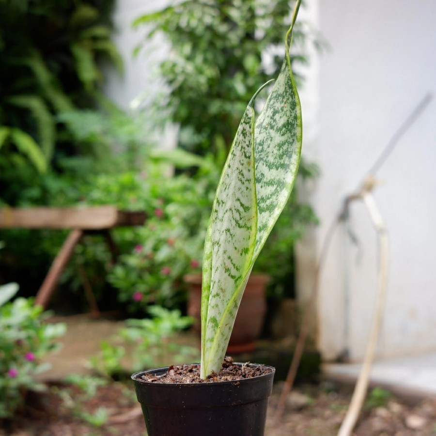 tanaman hias sanseviera black gold lidah mertua