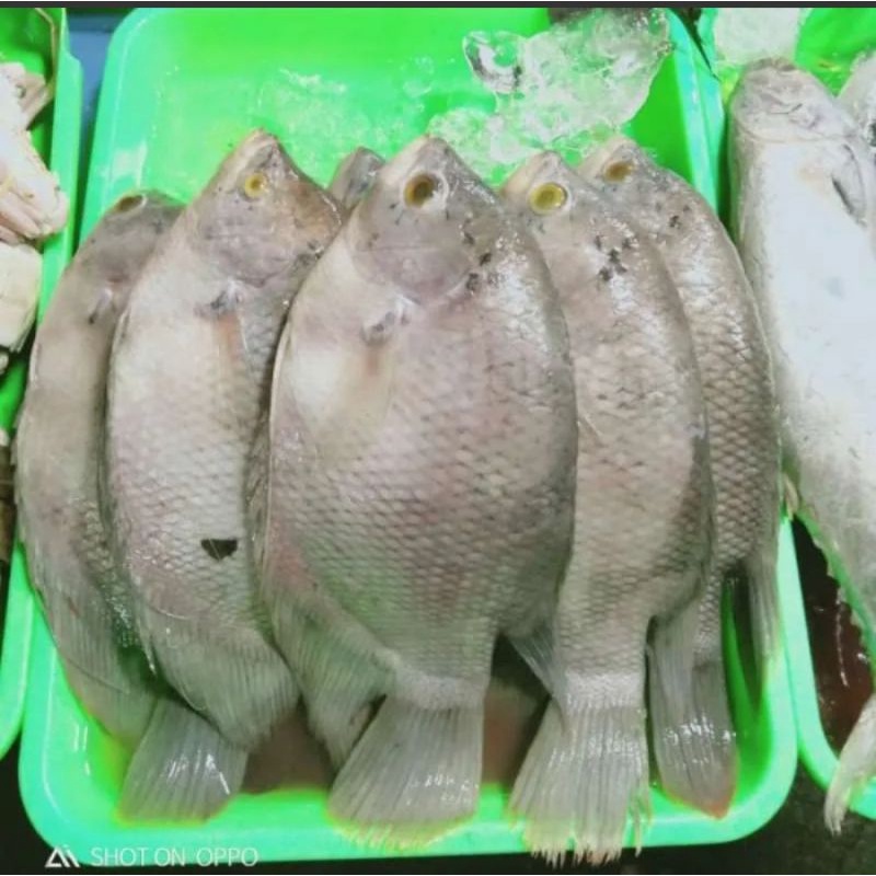 

Ikan Gurame 1kg