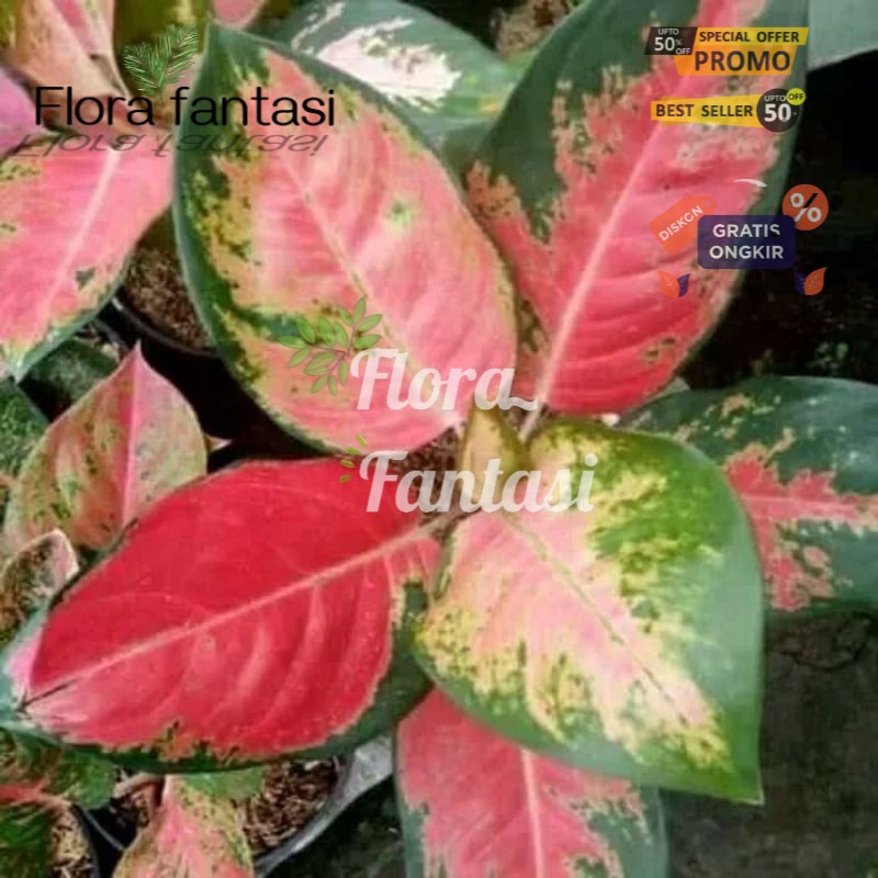 PROMO anakan aglonema kochin-tanaman hias aglonema kochin (Tanaman hias hidup indoor murah besar dan