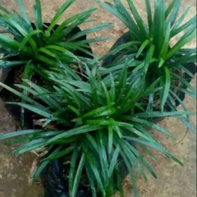 Tanaman Hias Kucai Mini Rumput Kucai Shopee Indonesia