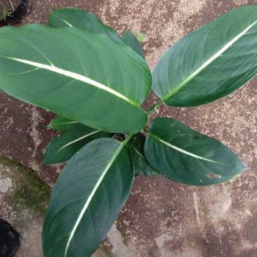 sri rejeki tulang putih