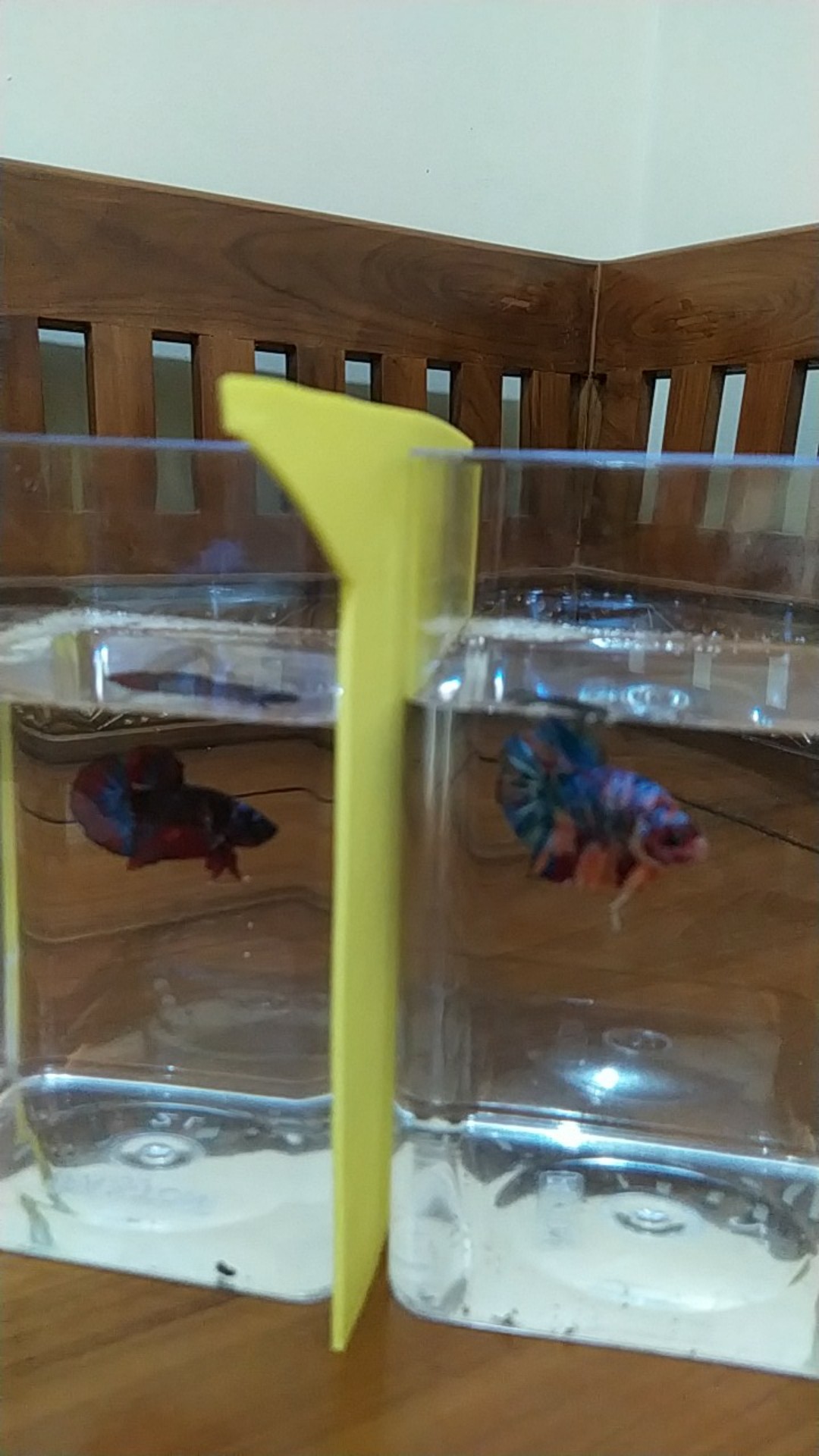 Skat Ikan Cupang Atau Pemisah Toples