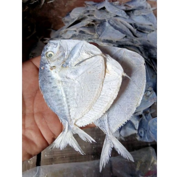 

Ikan Ssin SEMAR Grade A ; 1kg Termurah