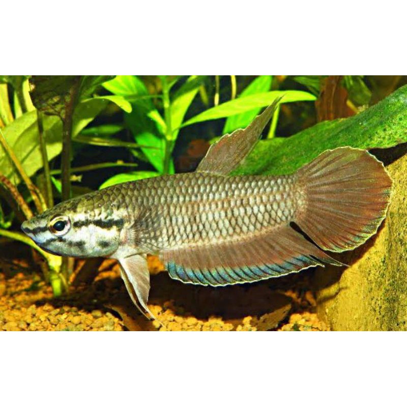 cupang alam (betta victa)