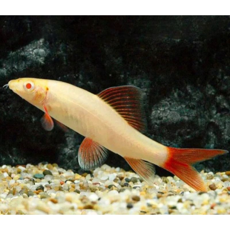 ikan hias redfin shark albino