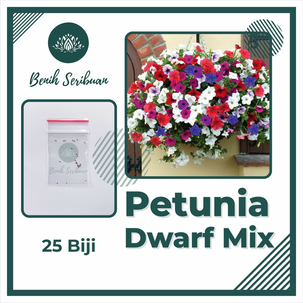 25 Benih Petunia F1 Dwarf Mix Bibit Tanaman Bunga Petunia Import Warna Warni Unggul Berkualitas