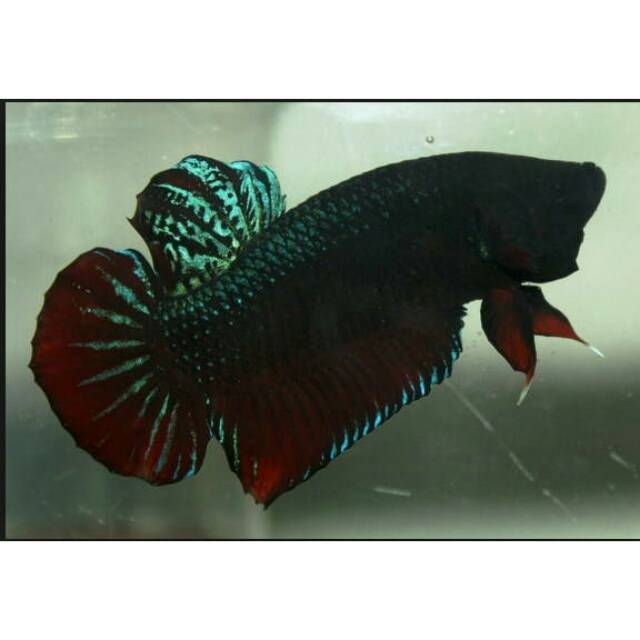 Cupang aduan super mds, rajanya spesialis cupang aduan super mds