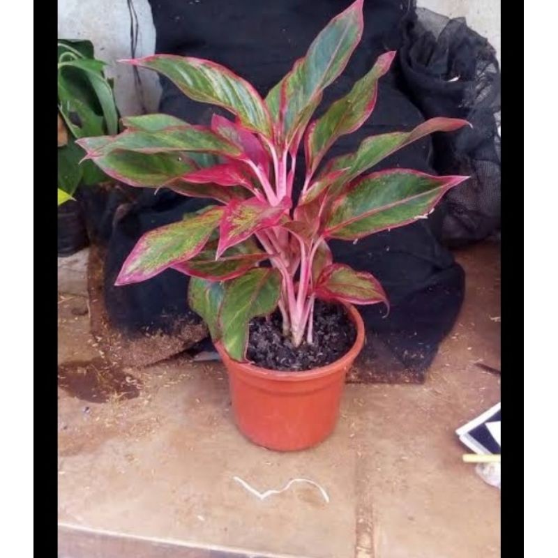 BIBIT AGLONEMA lipstik merah