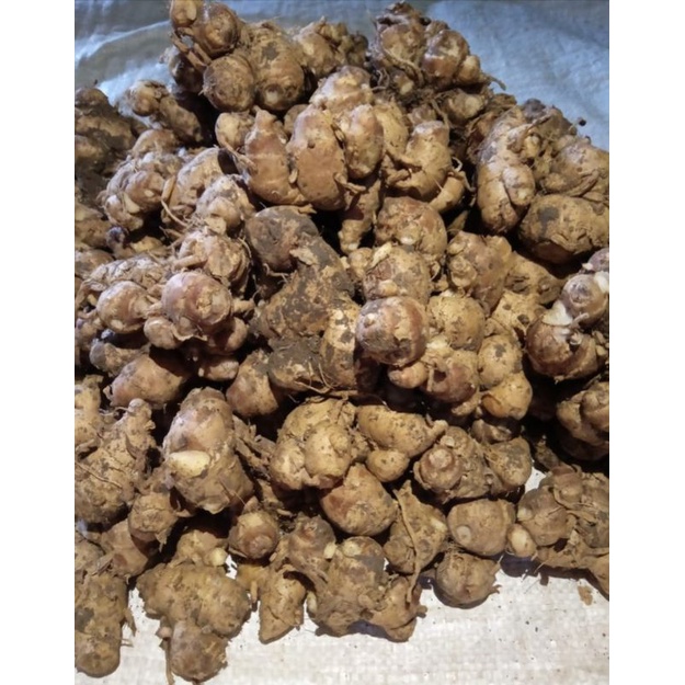 

1KG KENCUR LOKAL SUPER