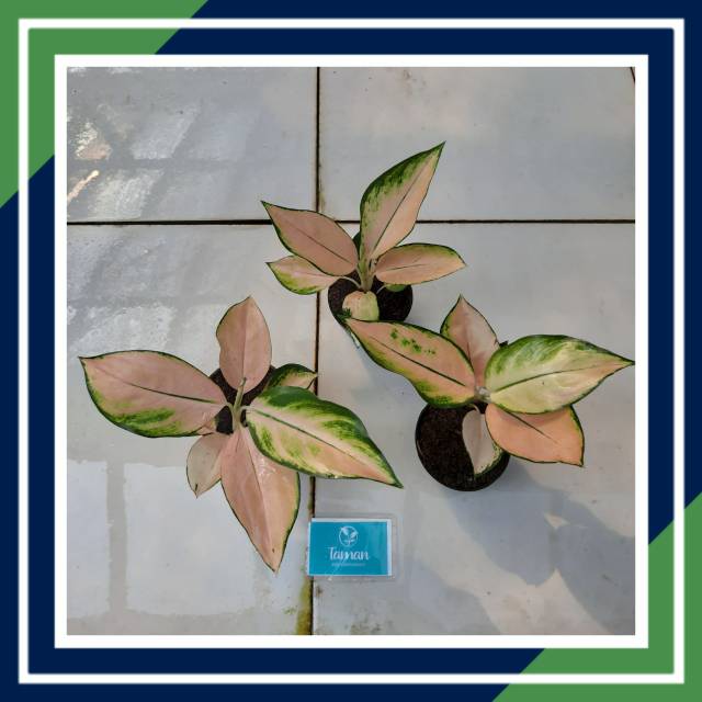 [BISA COD] 1 KOCHIN SUTRA THAILAND PAKET HEMAT (Tanaman Hias / Aglonema / Aglaonema)