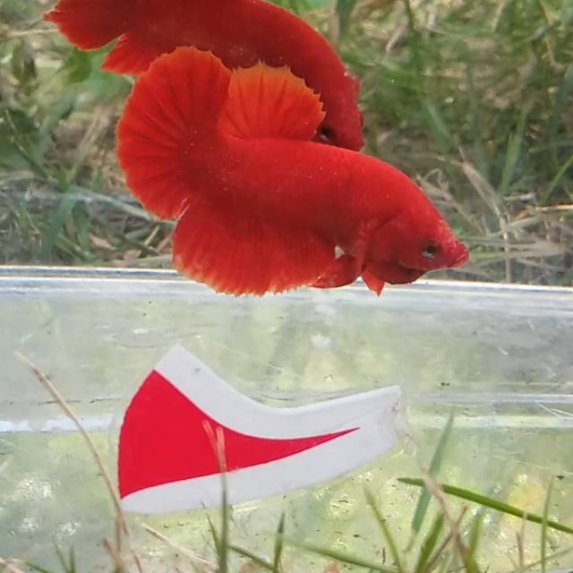 Cupang plakat super red