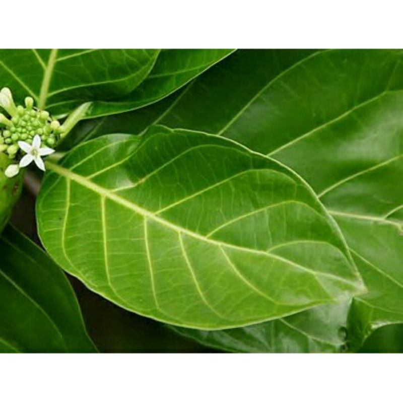 

Daun Mengkudu/Daun Pace Segar