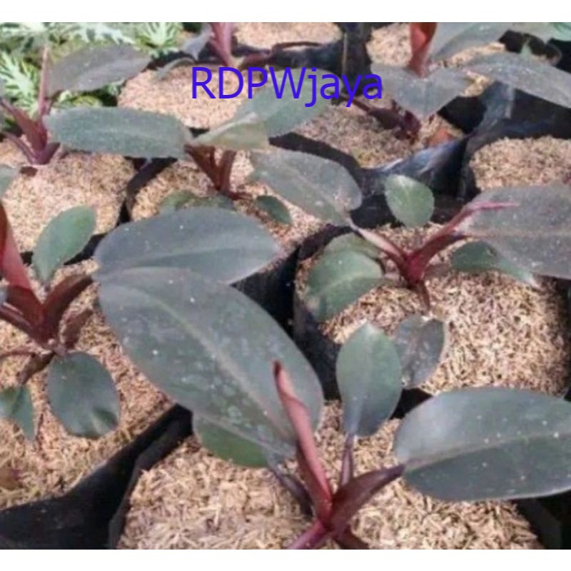 tanaman hias black kardinal