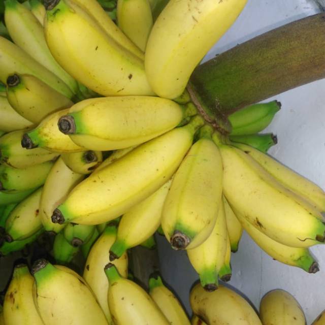 

Pisang ulin/pisang prasmanan/putri nguling