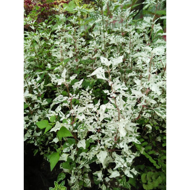 Bibit bunga putri salju