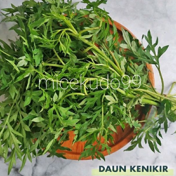 

DAUN KENIKIR ORGANIK 500GR SEGAR / SAYUR FRESH