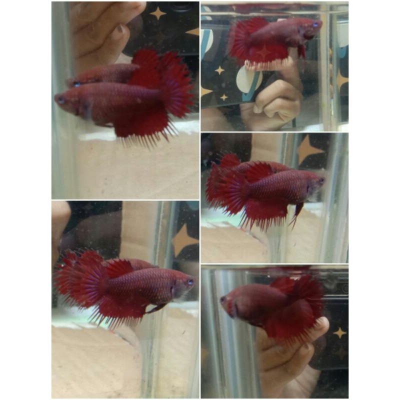 cupang crowntail super red/female/real pic