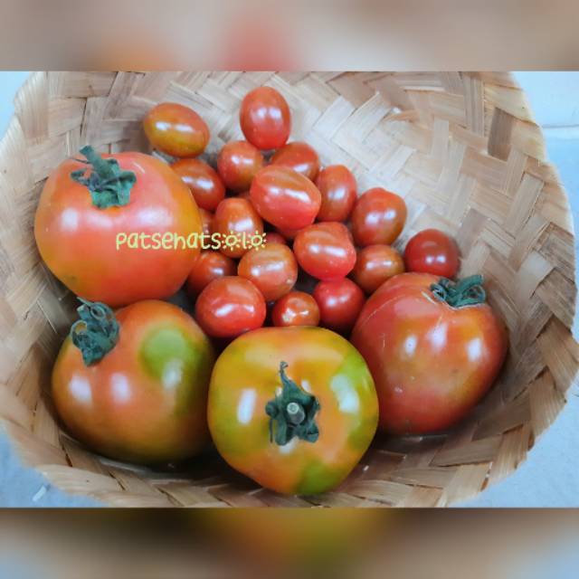 

Tomat buah / tomat cherry organik 250gram
