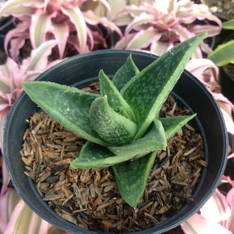 Aloe 7 | DP 10 Cm | Aloe