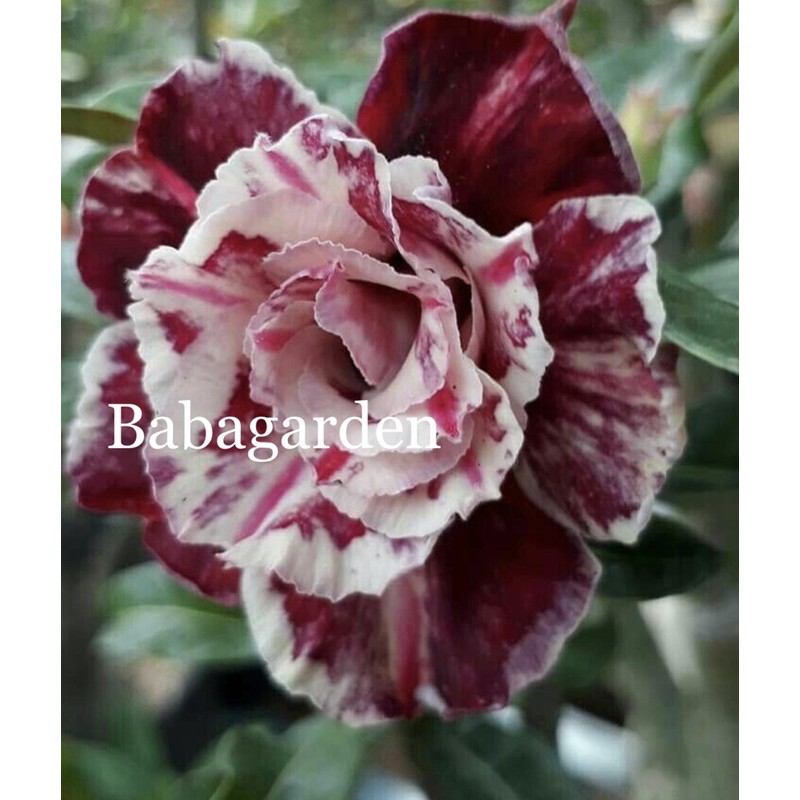 bibit  adenium putih merah maroon