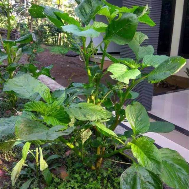 Benih Bibit bayam kakap/bayam peyek/jumbo