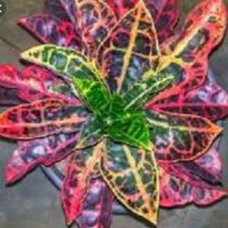 tanaman puring kura,merah