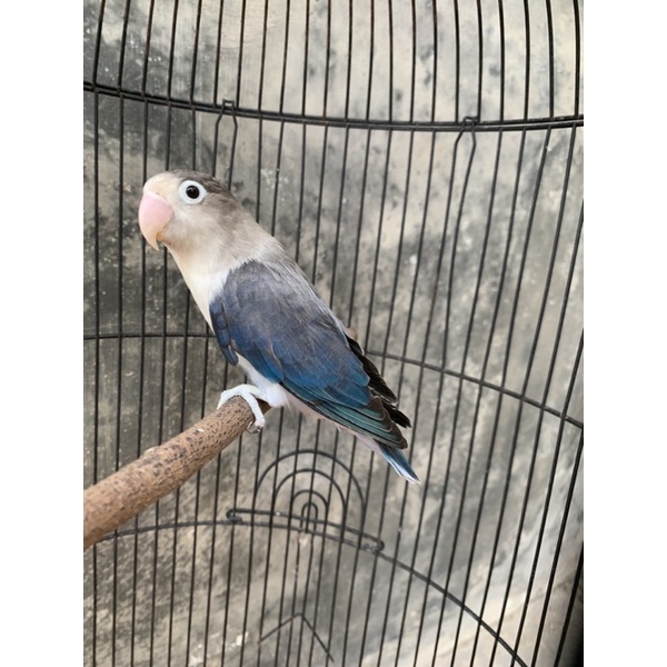 Love Bird Euwing / Euwing Blue / Burung Love Bird