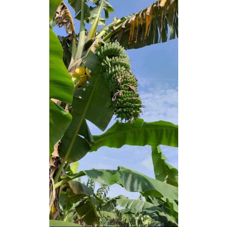 UNTUNG BANYAKJual Bibit Pisang Kepok Tanjung Kuning, Jual Bibit Pisang Kepok Tanpa Jantung