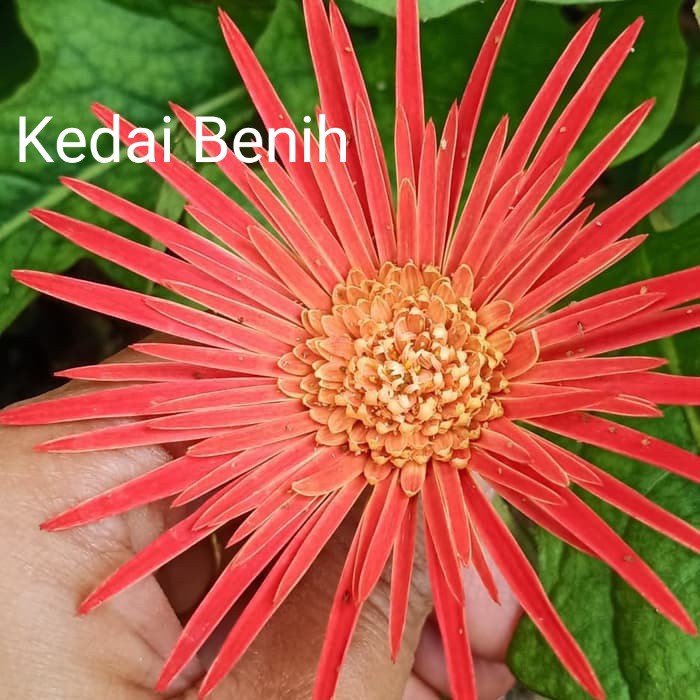 Kedaibenih - Tanaman Bunga Hebras Mix