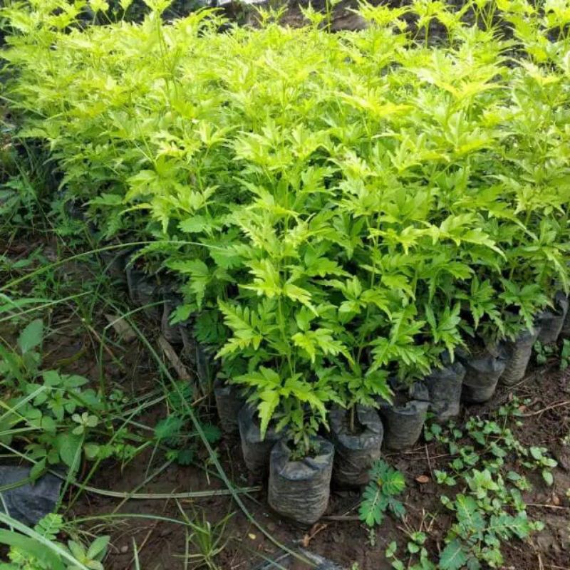 Bibit Pohon Cendana Super