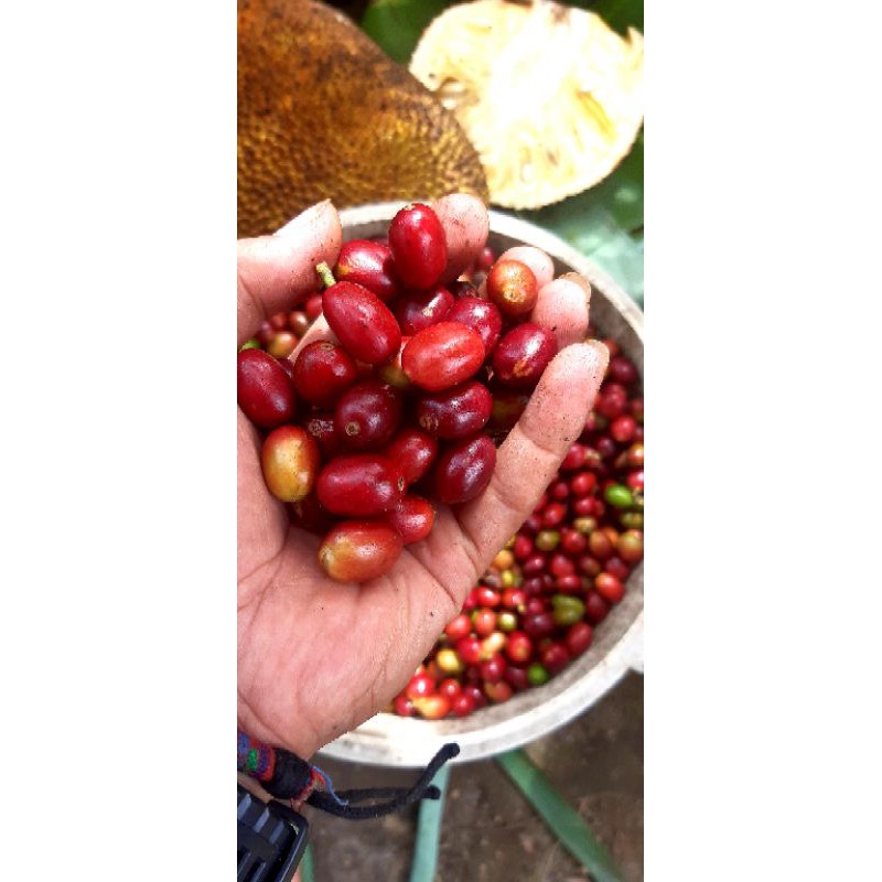 

Arabica gayo semiwash asli 100%