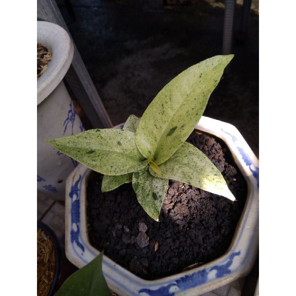 Anthurium hokeri varigata polkadot