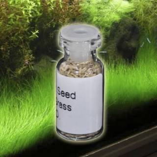 HAIR GRASS Bibit  tanaman  air hairgrass seed aquascape  