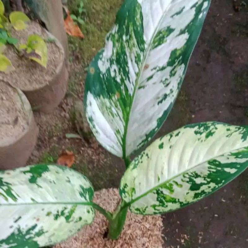 TANAMAN HIAS BERCAK VARIGATA JENIS DIVEN