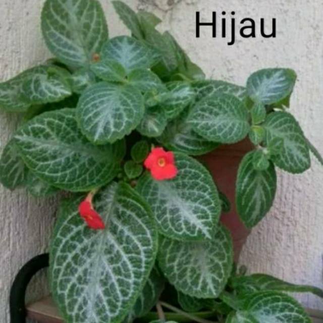 Tanaman hias episcia  cupreata tanaman gantung kekinian 