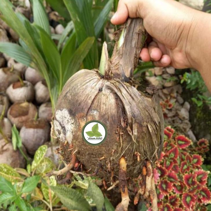 READY Bibit kelapa Wulung Jenis Hibrida Serabut Merah Asli Hijau ♥