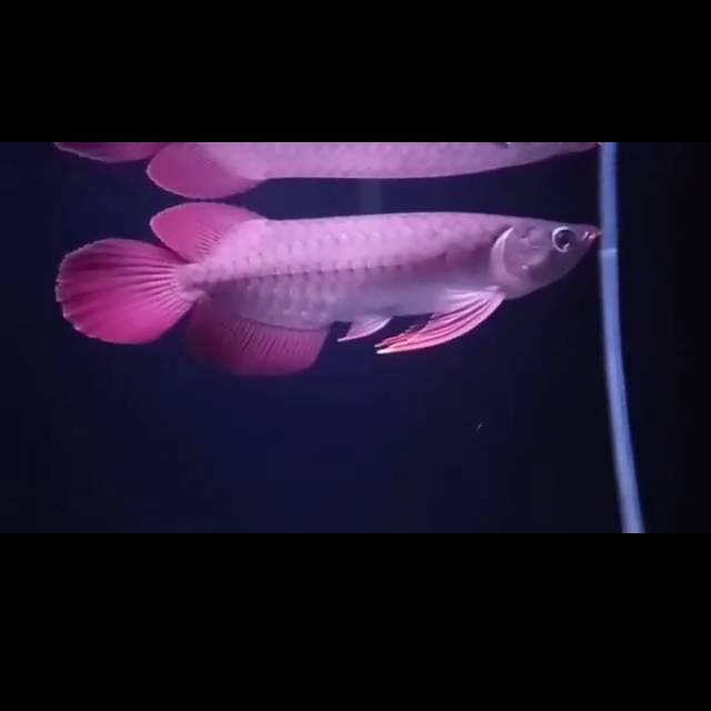 arowana super red spesial