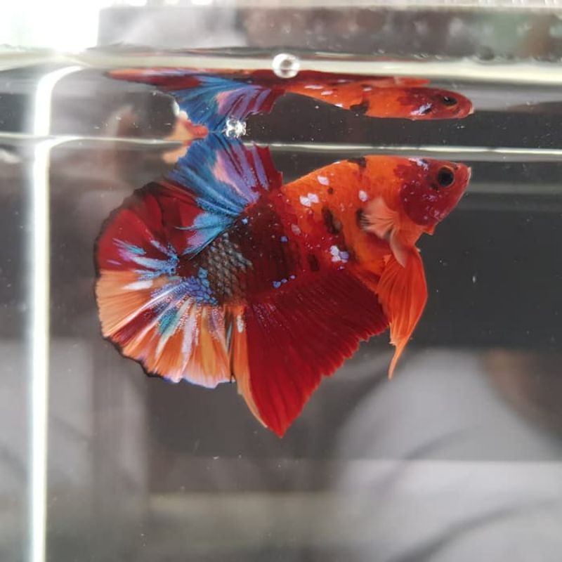  ikan cupang nemo  emerald CORAK RANDOM Shopee Indonesia