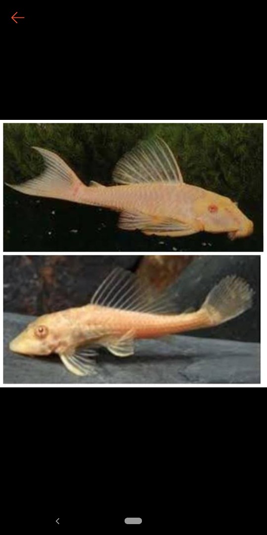 Ikan Hias Sapu Sapu Albino