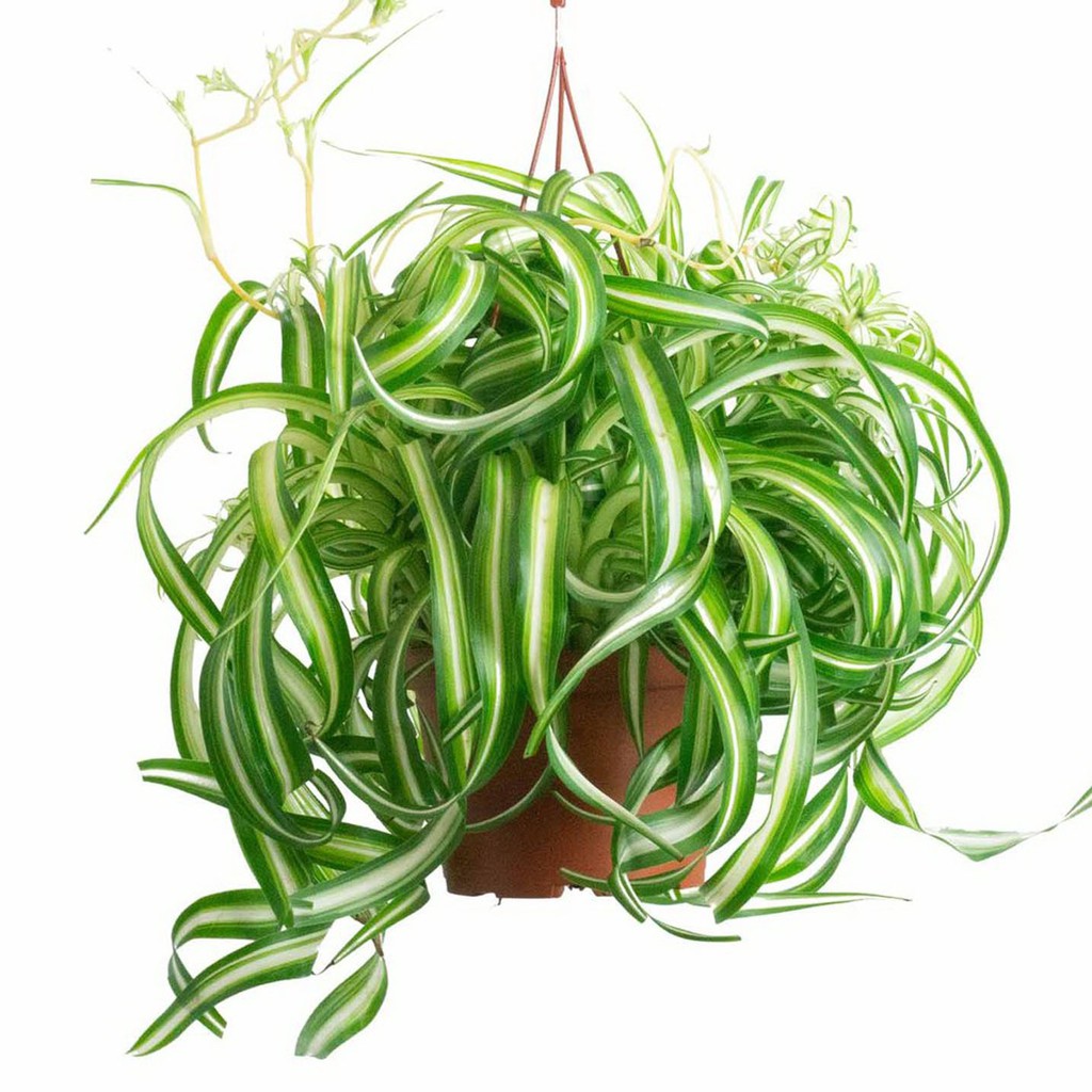 TANAMAN HIAS GANTUNG Alang alang keriting spider plant TANAMAN HIAS GANTUNG Alang alang keriting spider plant