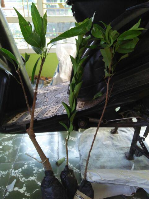 Tanaman Leci Kom / Leci Merah (tinggi 30-50 Cm)