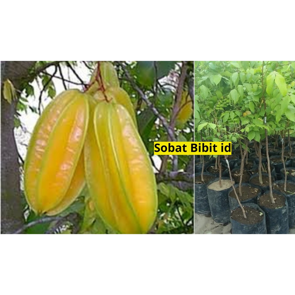Bibit Belimbing Bangkok Merah