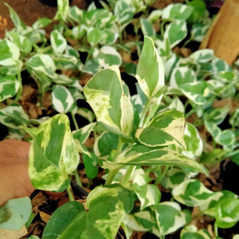 tanaman hias sirih gading njoy varigata-sirih gading koin varigata