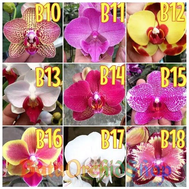 Bibit Anggrek Bulan - Seedling Hybrid Taiwan