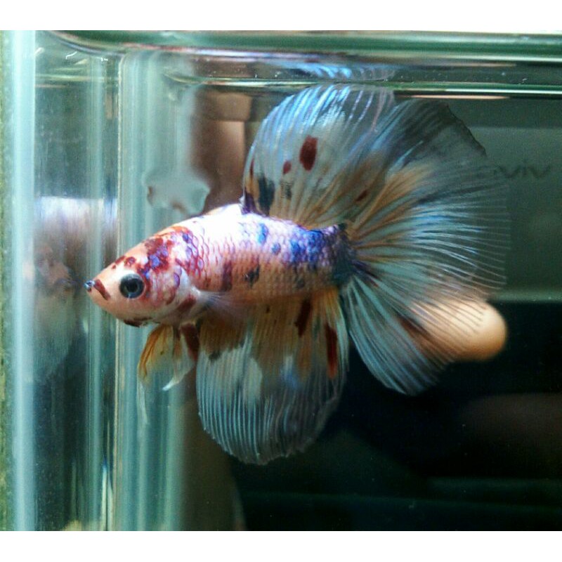 cupang HM nemo/real pic 577