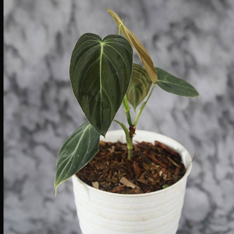 philodendron melanochrysum