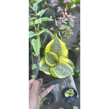 SENSIVERA GOLDEN HONEY